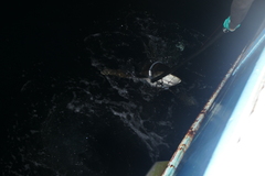 Carcharhinus longimanus