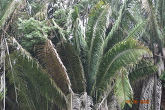 Attalea cohune