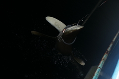 Carcharhinus longimanus