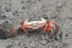 Tubuca arcuata