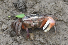 Tubuca arcuata