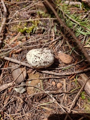 Handkea fumosa