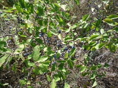 Prunus spinosa dasyphylla