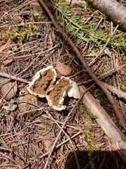 Handkea fumosa