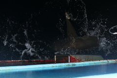 Carcharhinus longimanus