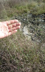 Polygonum novoascanicum
