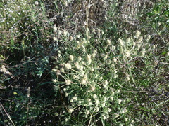 Plantago indica