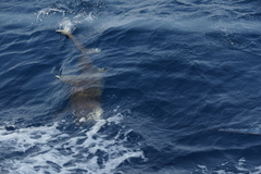 Carcharhinus longimanus