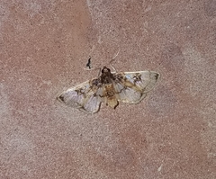 Compacta hirtalis