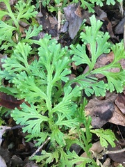 Selaginella tamariscina