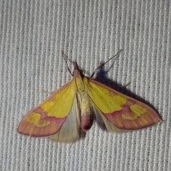 Choristostigma roseopennalis