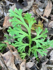 Selaginella tamariscina