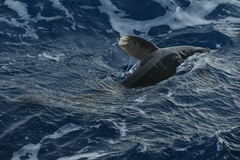 Carcharhinus longimanus
