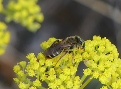 Lasioglossum sisymbrii