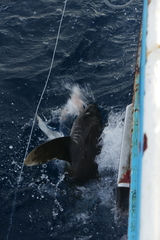 Carcharhinus longimanus