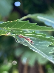 Pseudomyrmex gracilis