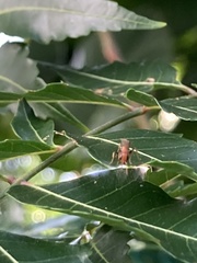Pseudomyrmex gracilis