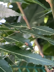 Pseudomyrmex gracilis