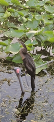 Anhinga anhinga