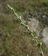 Polygonum novoascanicum