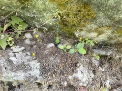 Erythranthe alsinoides