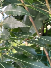 Pseudomyrmex gracilis