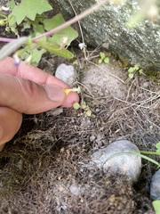 Erythranthe alsinoides