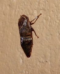 Drabescus