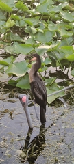 Anhinga anhinga