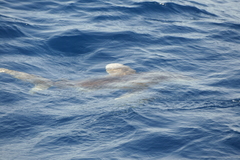 Carcharhinus longimanus