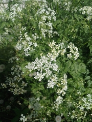 Anthriscus sylvestris