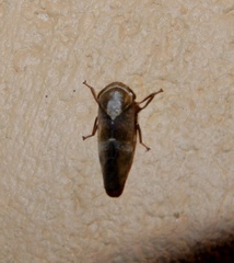 Drabescus