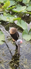Anhinga anhinga