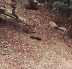 Otospermophilus variegatus couchii