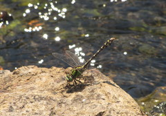 Ophiogomphus colubrinus