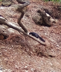 Otospermophilus variegatus couchii