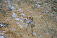 Cambarus robustus