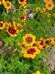 Coreopsis tinctoria