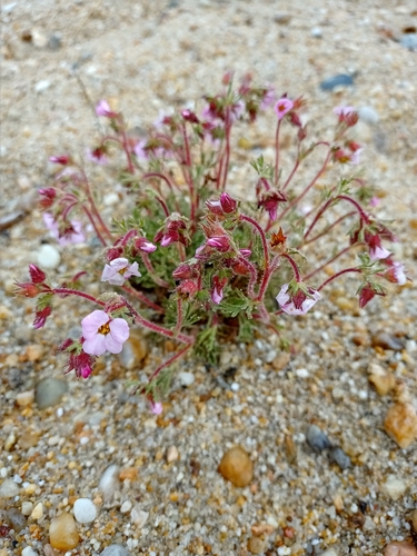 Image of Big-Flowered Chamaerhodos (Chamaerhodos grandiflora) by no rights reserved
