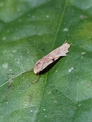 Teulisna bipunctata