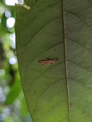 Tetrernia teminitis