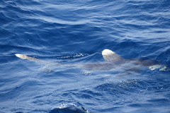 Carcharhinus longimanus