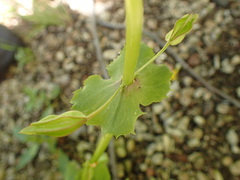 Mimetanthe pilosa