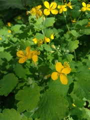 Chelidonium majus