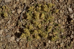 Cusickiella quadricostata
