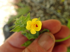 Mimetanthe pilosa