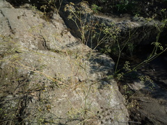 Seseli pallasii