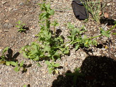 Mimetanthe pilosa