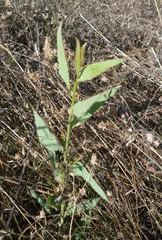 Chondrilla latifolia