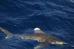 Carcharhinus longimanus